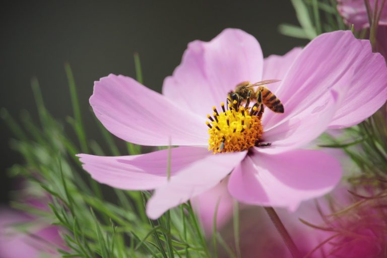 pink daisy flower in bloom